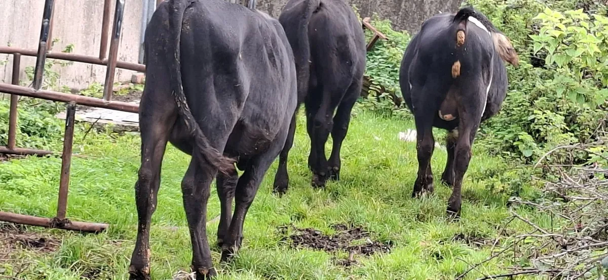 Angus Bulls - Image 2