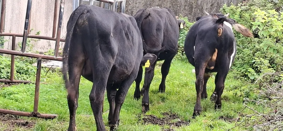 Angus Bulls - Image 1