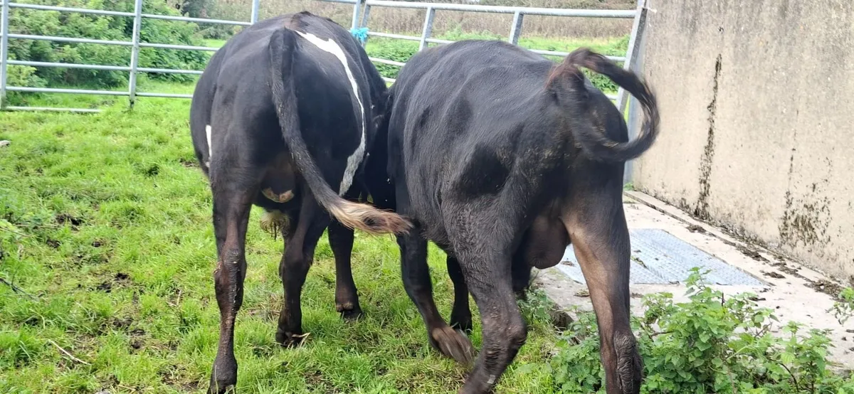Angus Bulls - Image 4