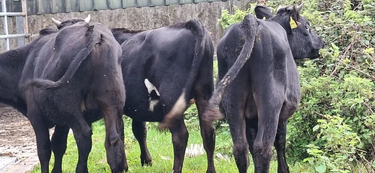 Angus Bulls - Image 3
