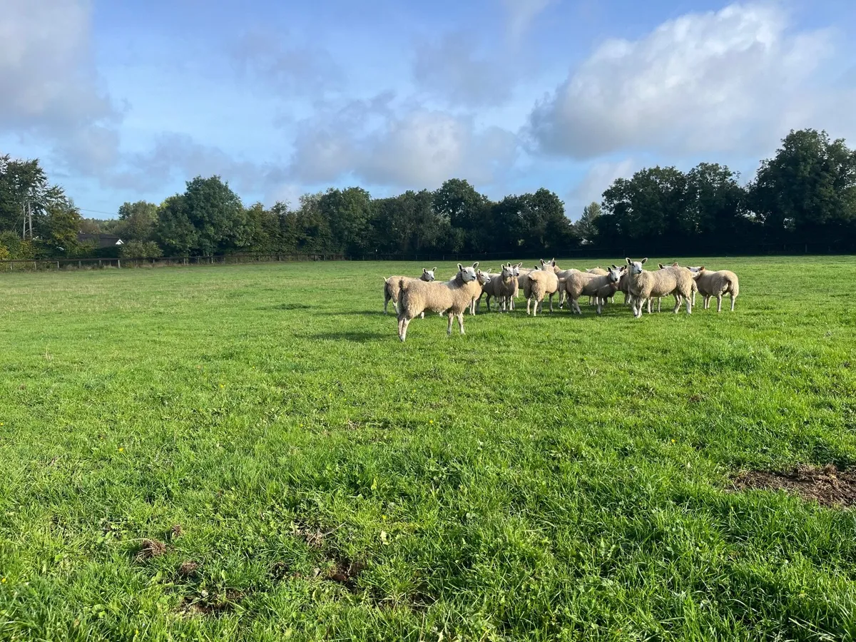 Aberfield Ewe Lambs - Image 2