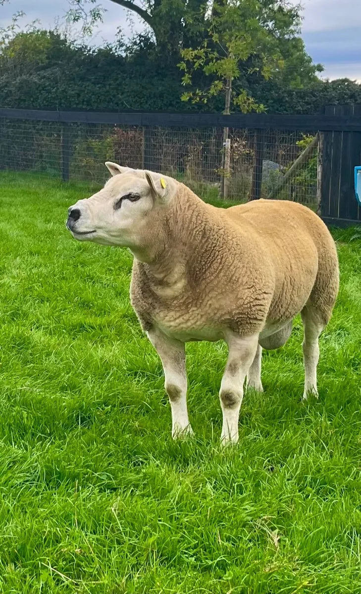 Texel Hogget Ram - Image 1