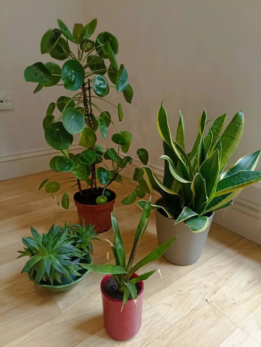 House plants - Image 1