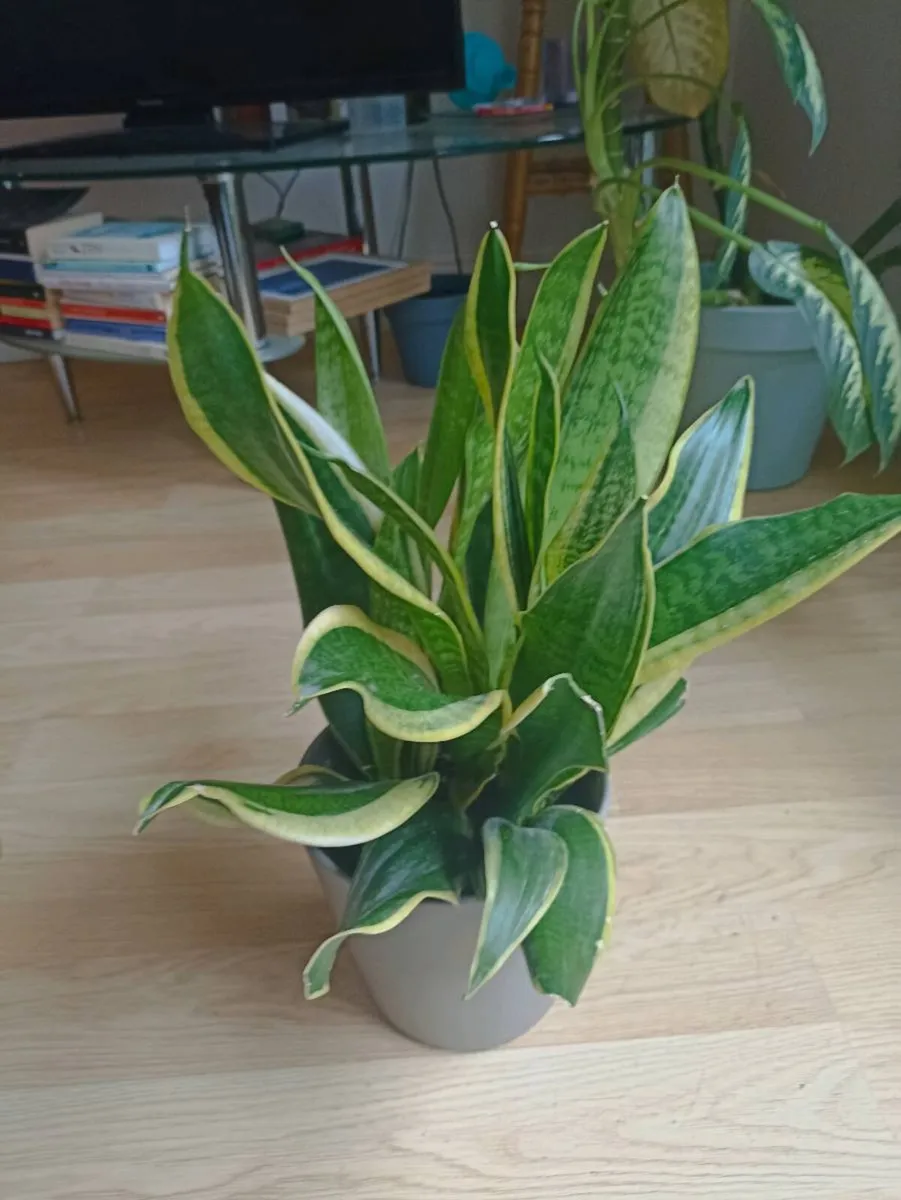 House plants - Image 2