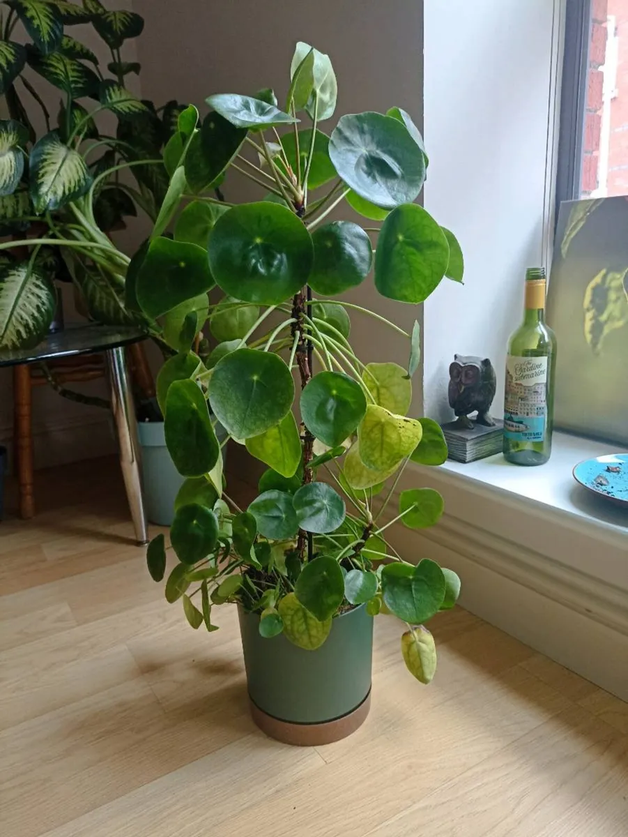 House plants - Image 4