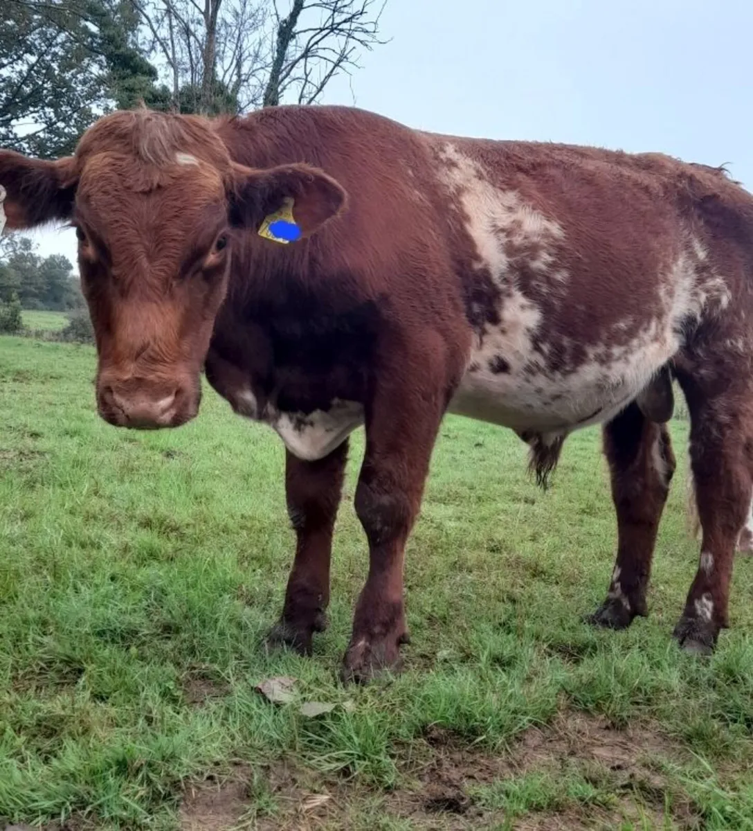 Shorthorn bull - Image 2