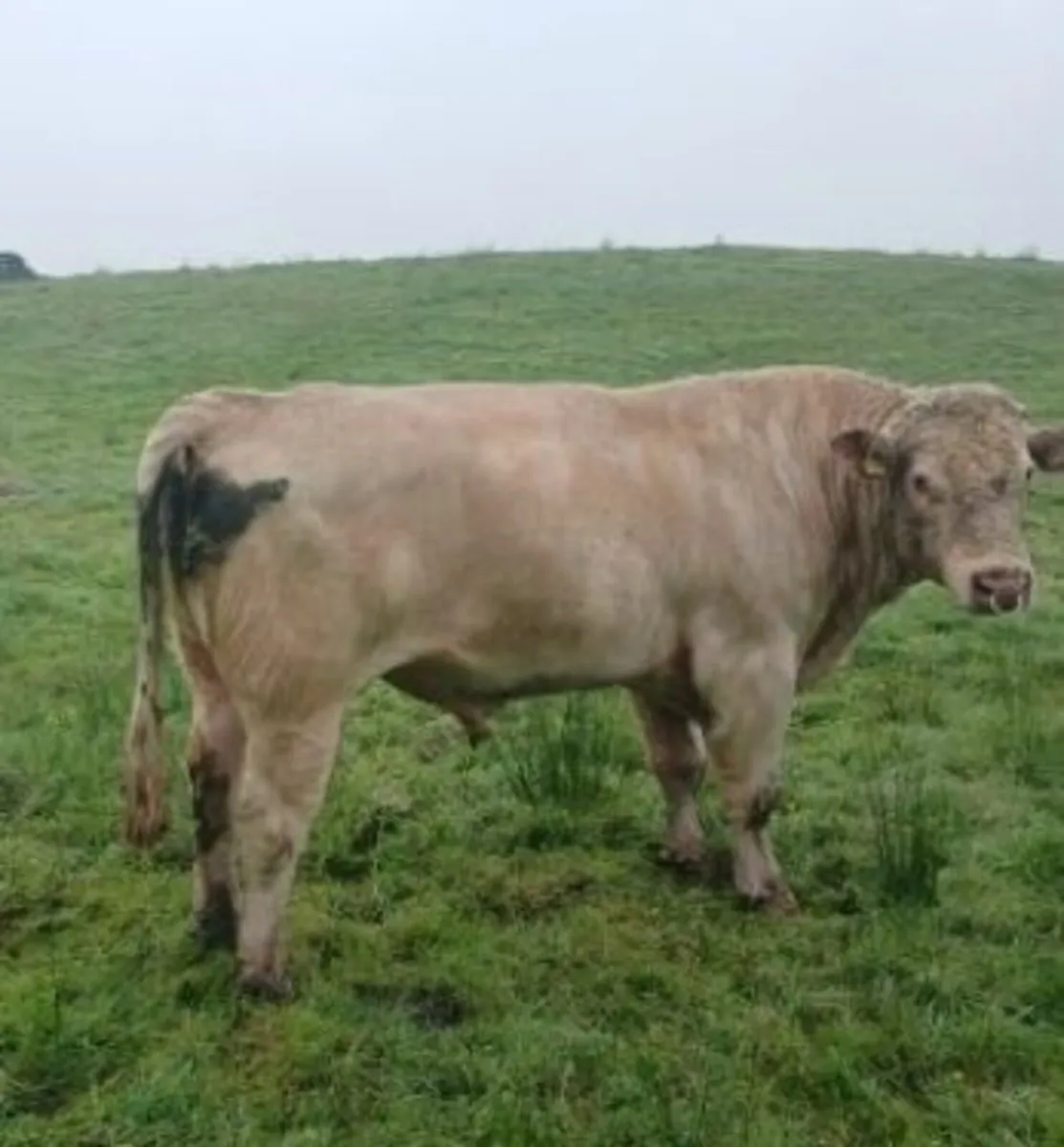 Shorthorn bull - Image 3