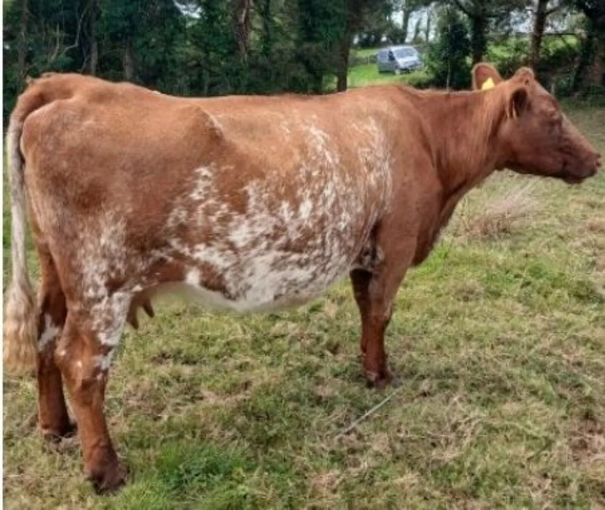 Shorthorn bull - Image 4