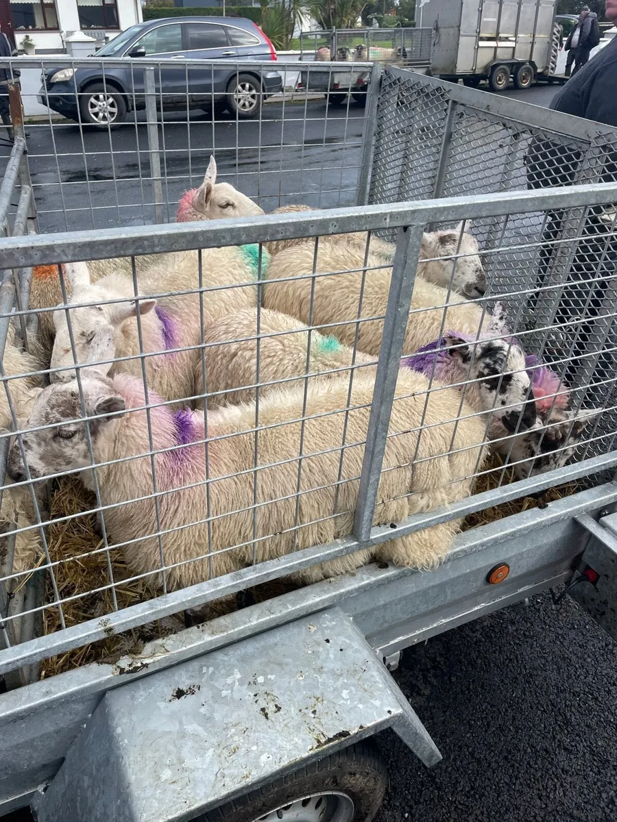7 Cheviot X Ewe Lambs - Image 2