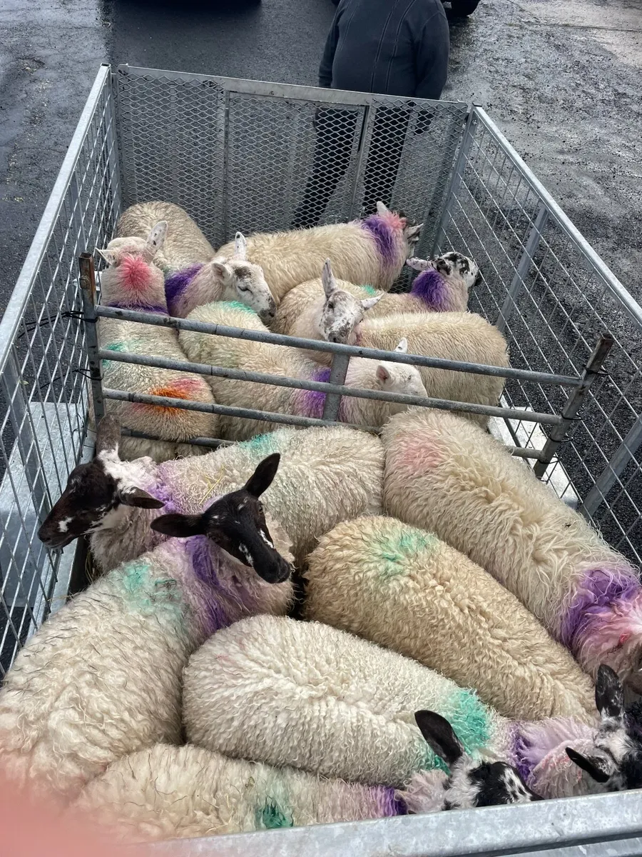 7 Cheviot X Ewe Lambs - Image 3