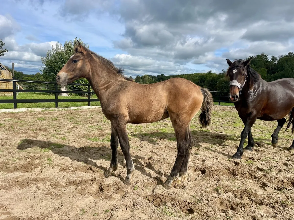 Bellamont Gold Irish draught Colt Foal - Image 4