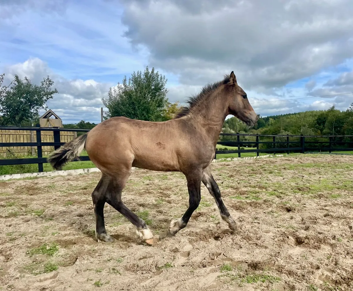 Bellamont Gold Irish draught Colt Foal - Image 1