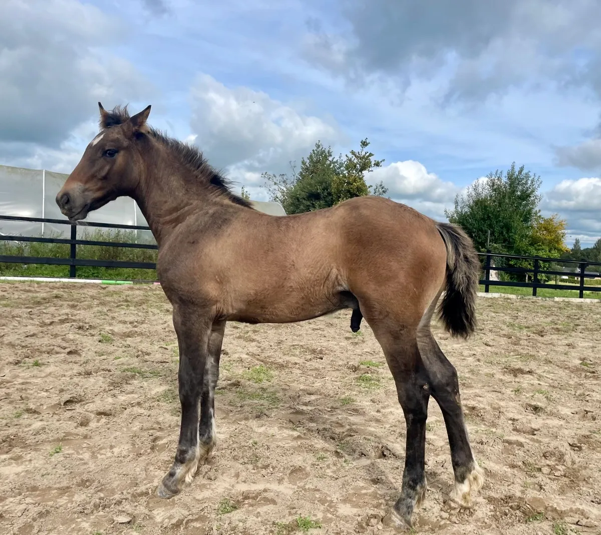 Bellamont Gold Irish draught Colt Foal - Image 3