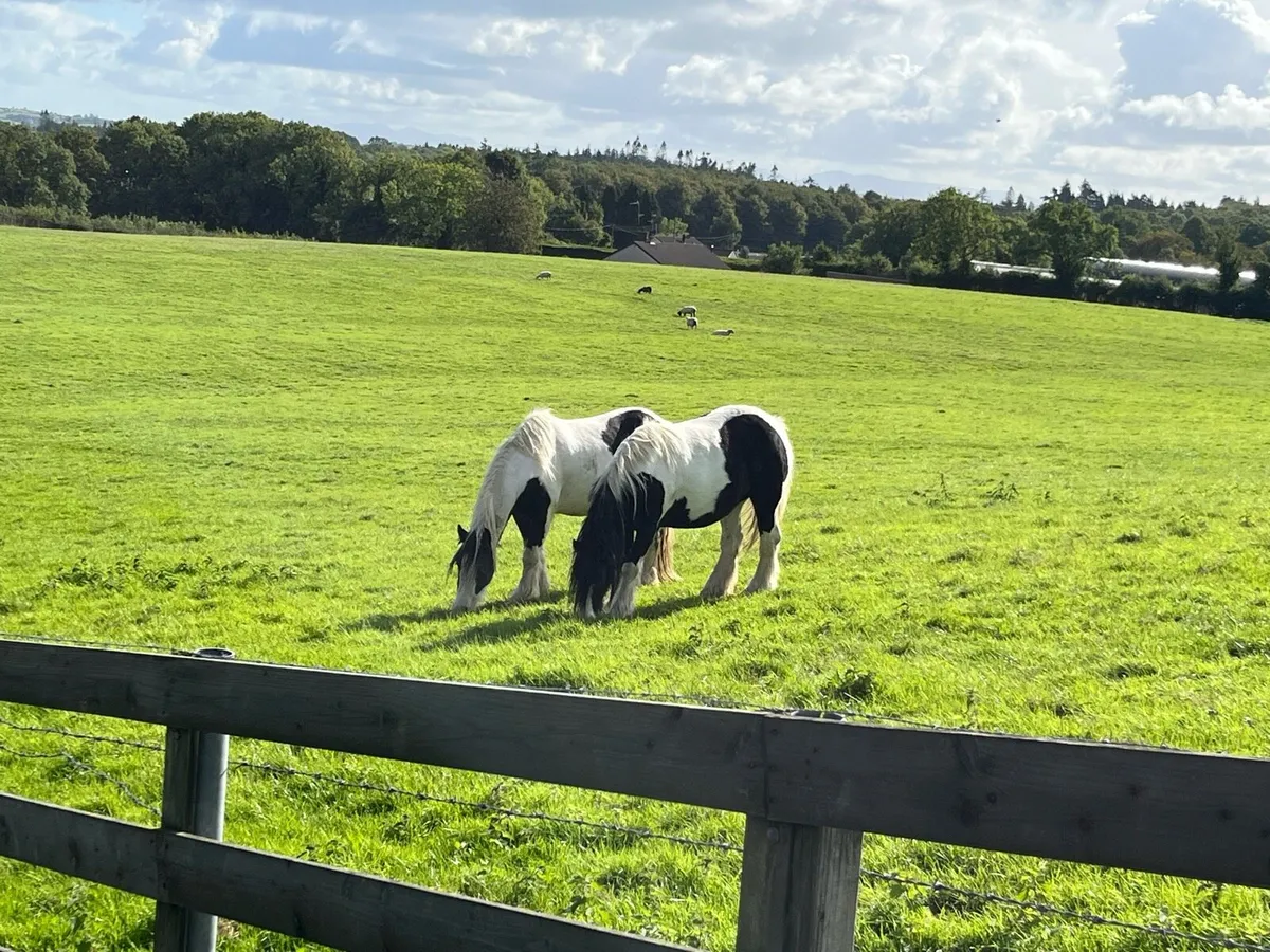 Horse
