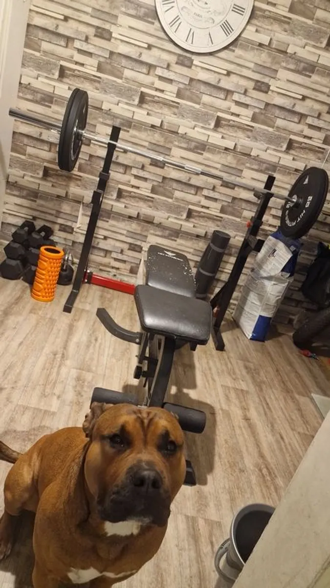Barbell, dumbbells and others - Image 1