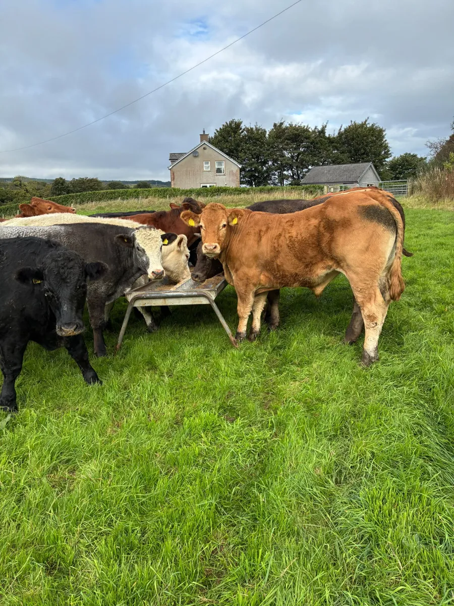 Bullocks - Image 4