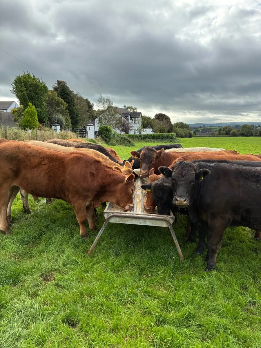 Bullocks - Image 2