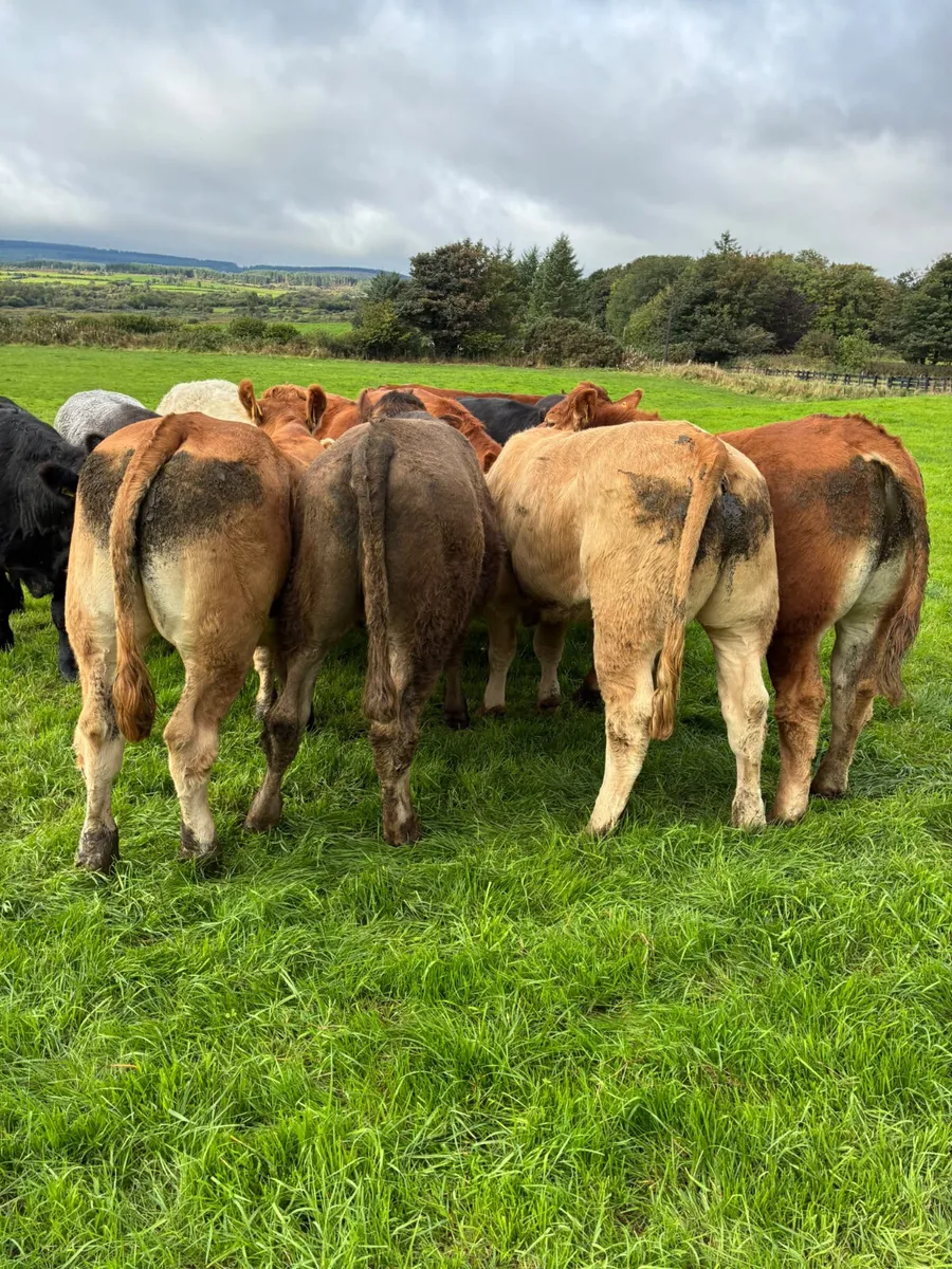 Bullocks - Image 3