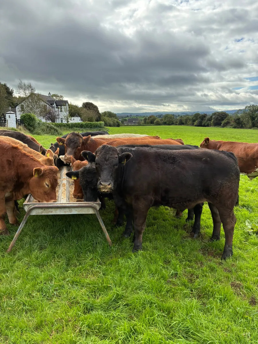 Bullocks - Image 1