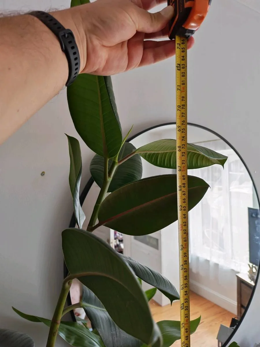 Ficus tree - Image 1