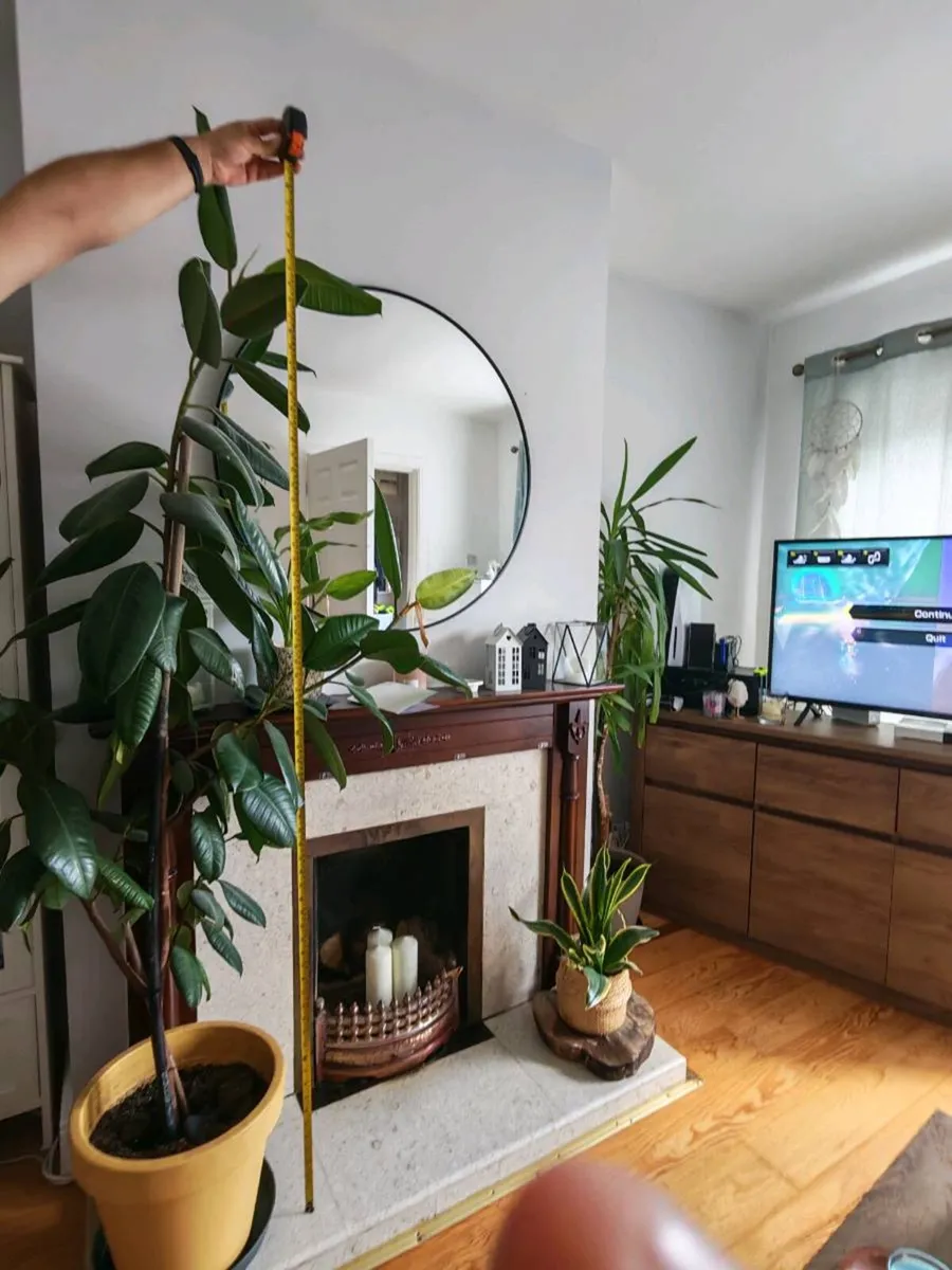 Ficus tree - Image 2