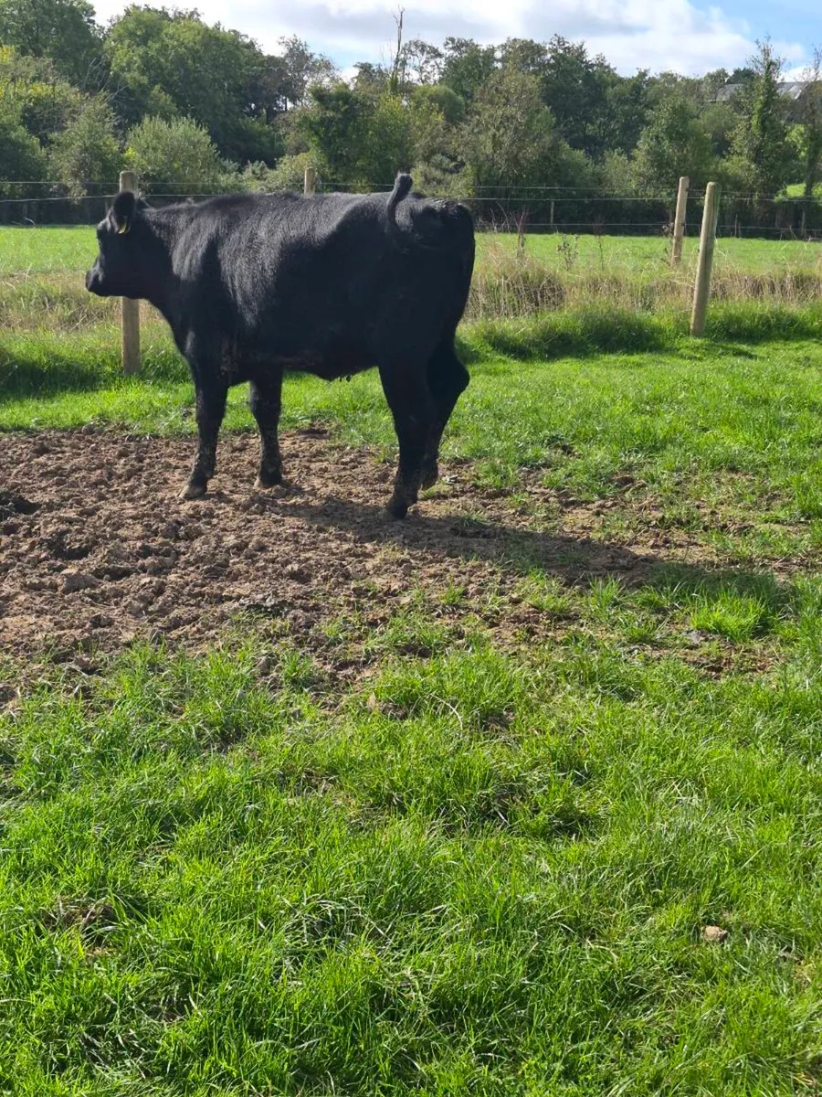 heifers - Image 2