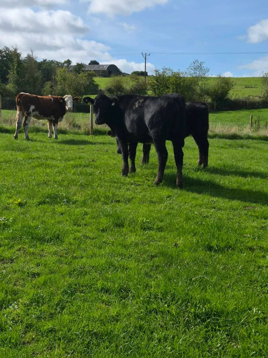 heifers - Image 3
