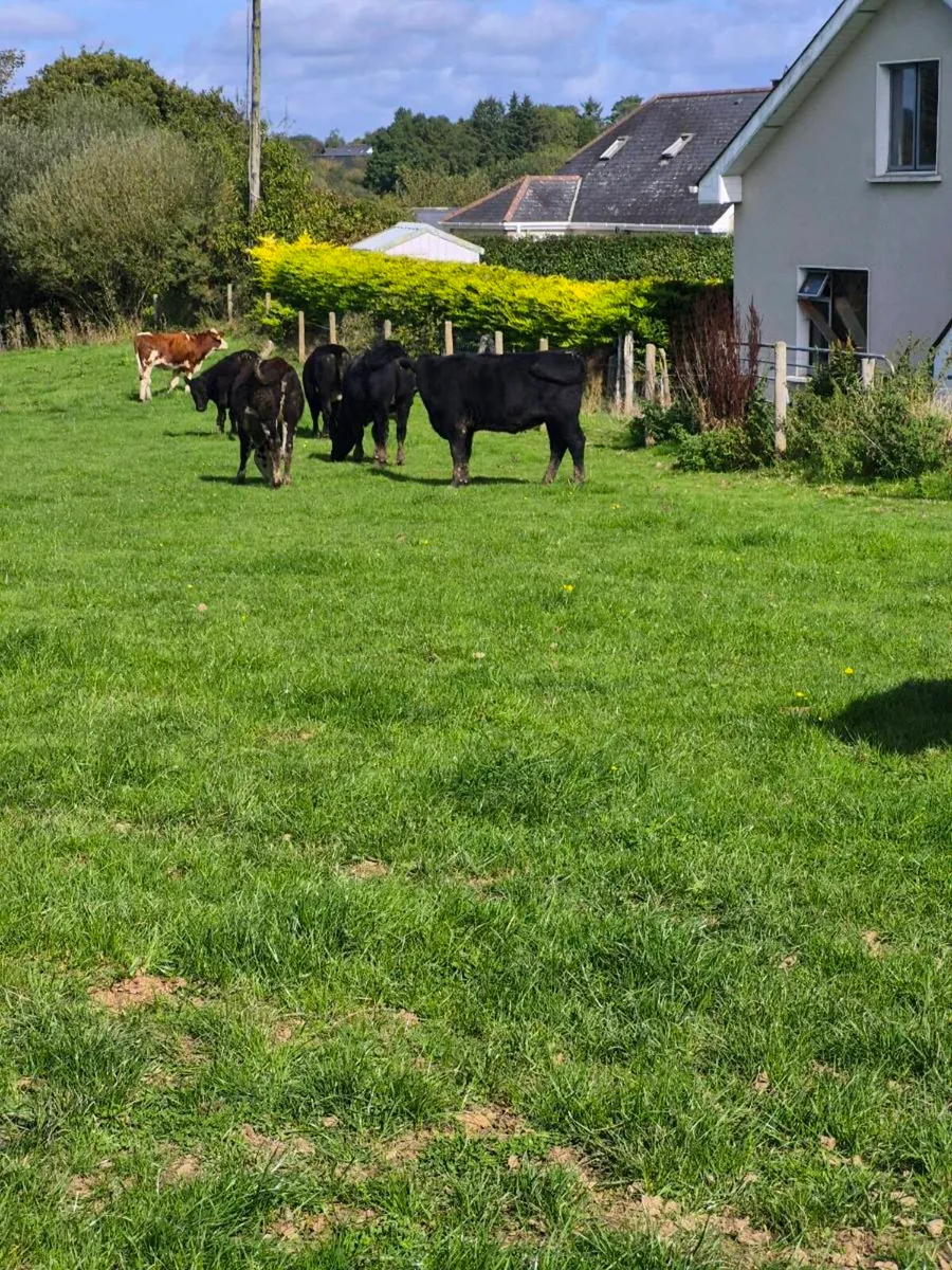 heifers - Image 4