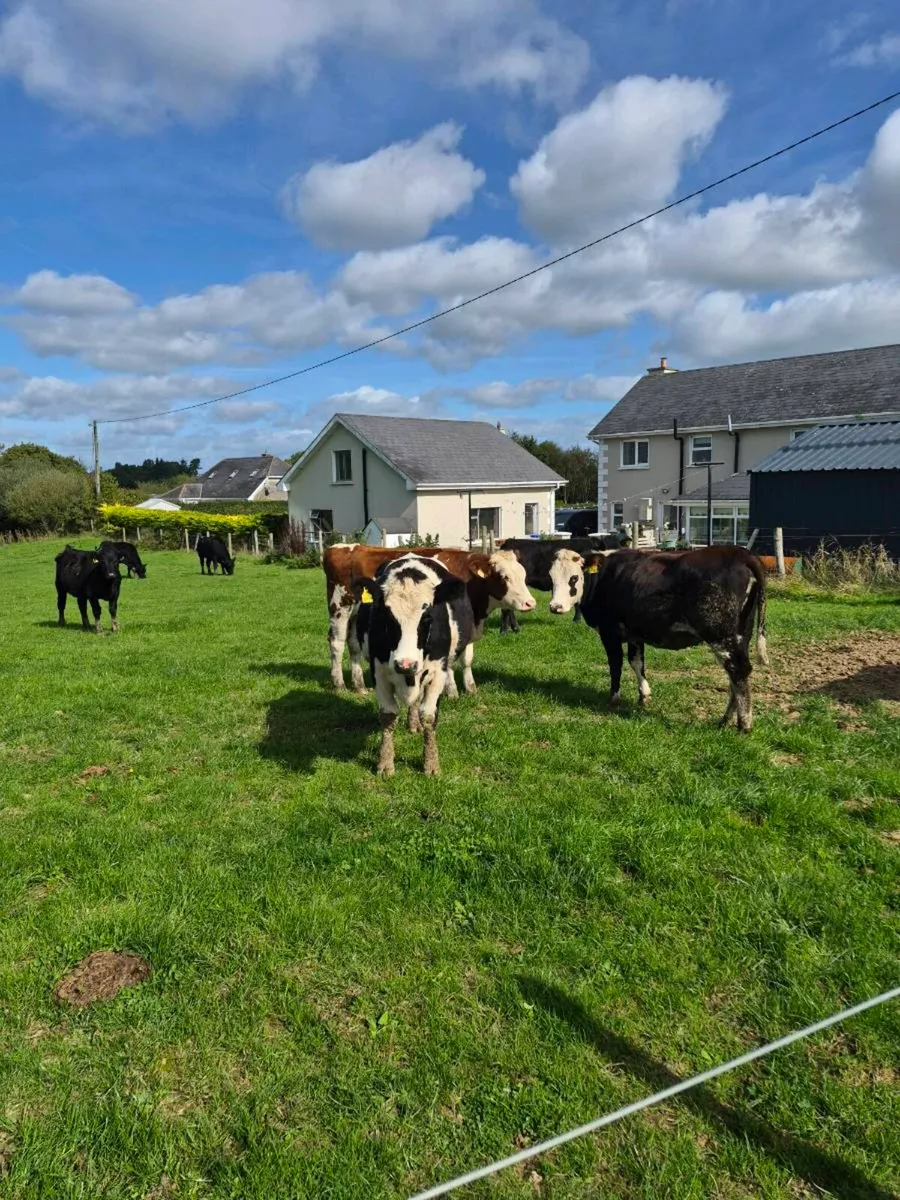 heifers - Image 1