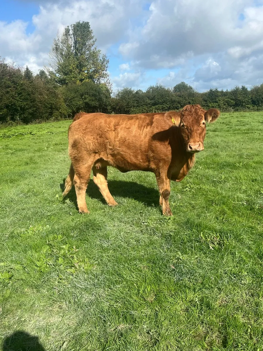 Gamin limousin dry cow - Image 1