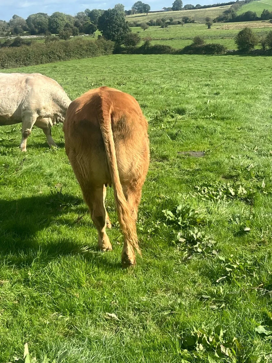 Gamin limousin dry cow - Image 4