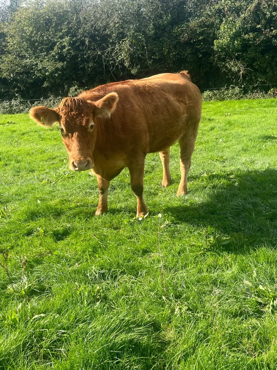 Gamin limousin dry cow - Image 2