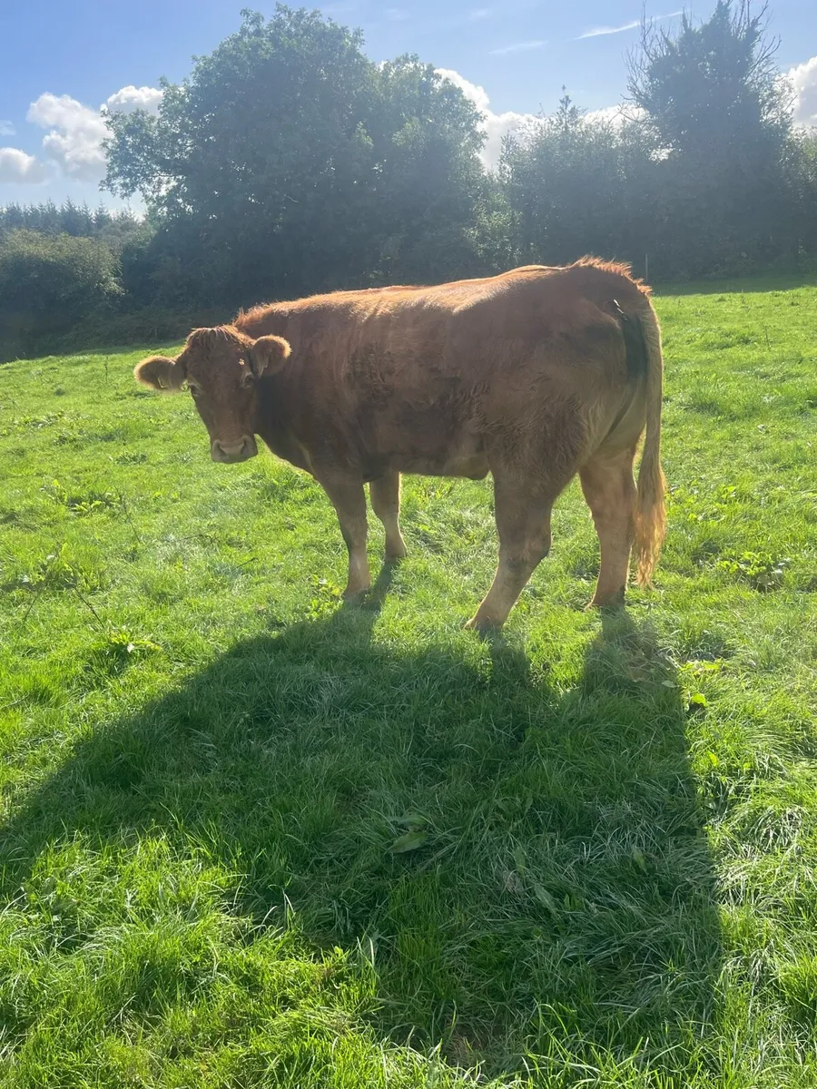 Gamin limousin dry cow - Image 3
