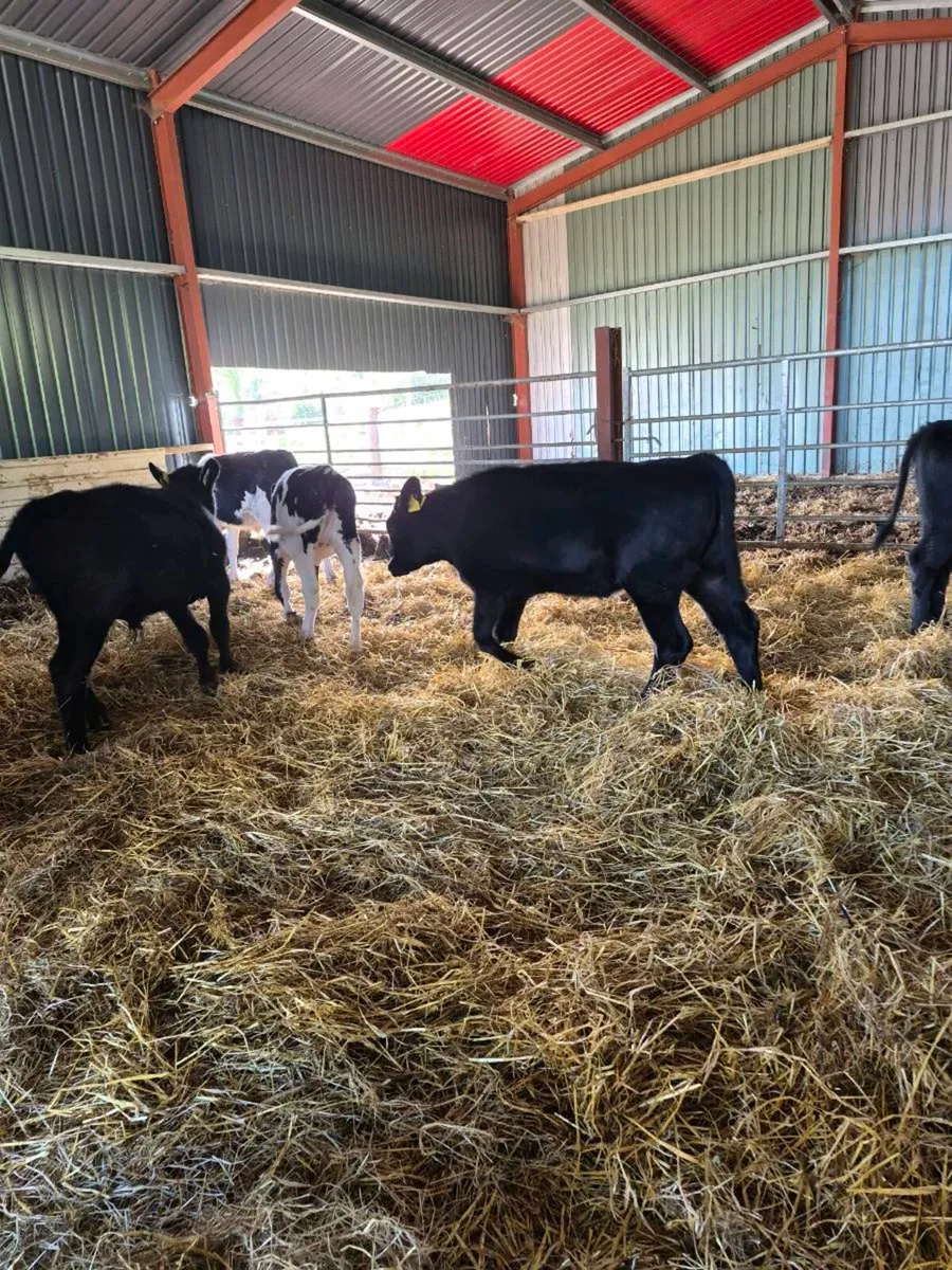Calves - Image 1