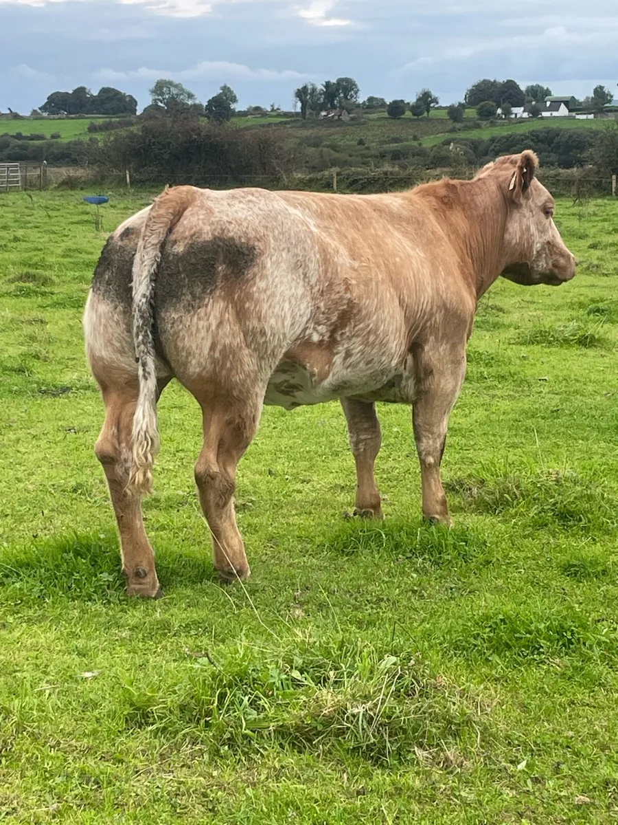 Heifer - Image 3