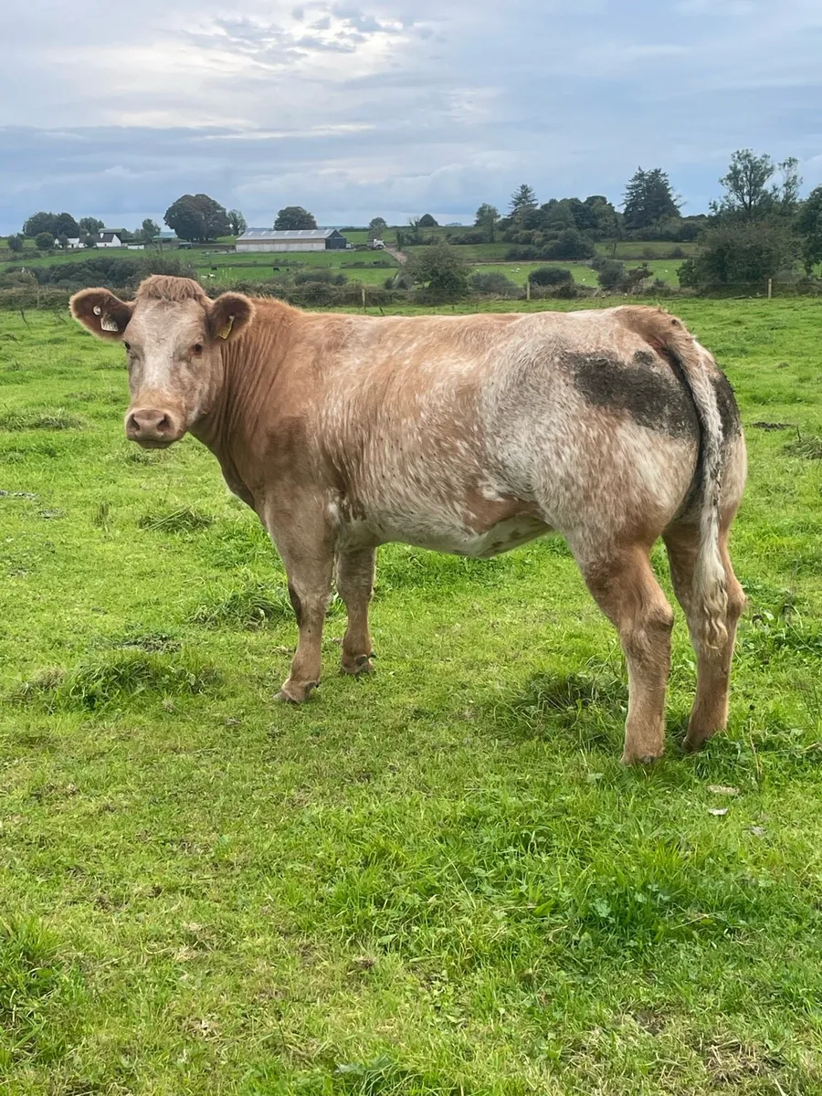Heifer - Image 4