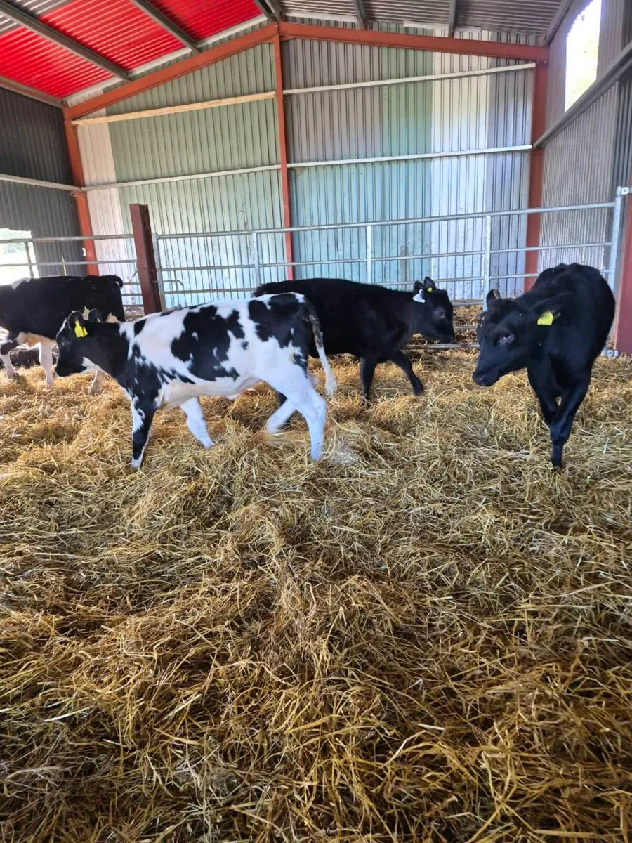 Calves - Image 2