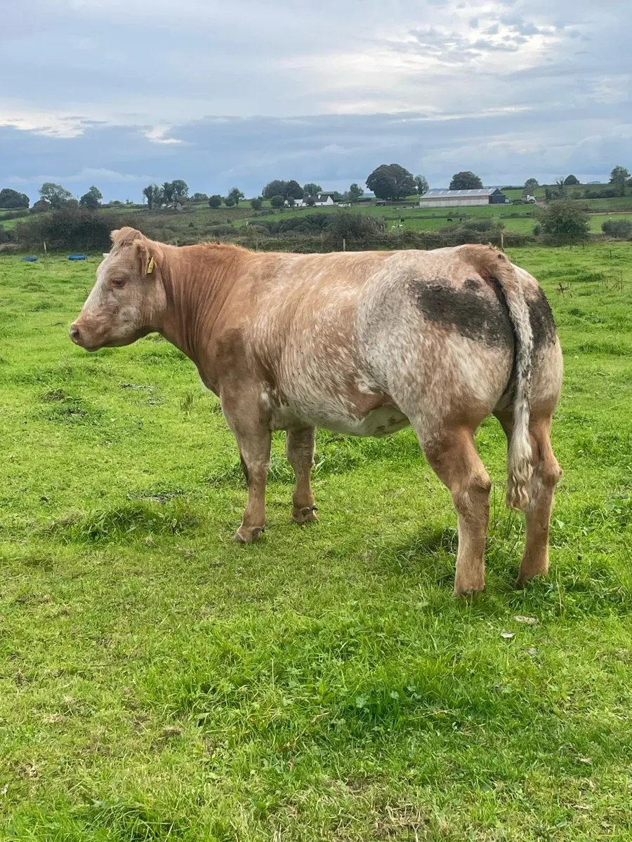 Heifer - Image 1