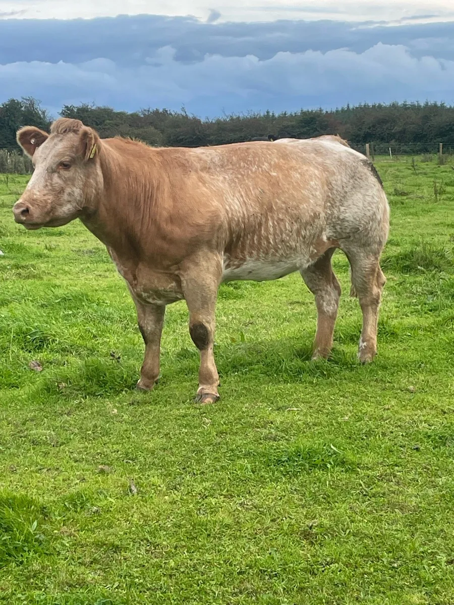 Heifer - Image 2