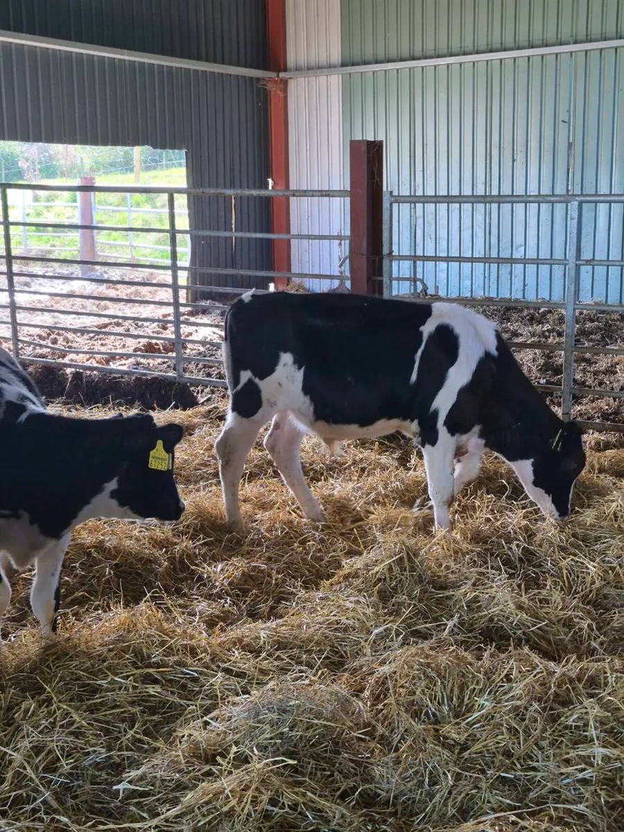 Calves - Image 3