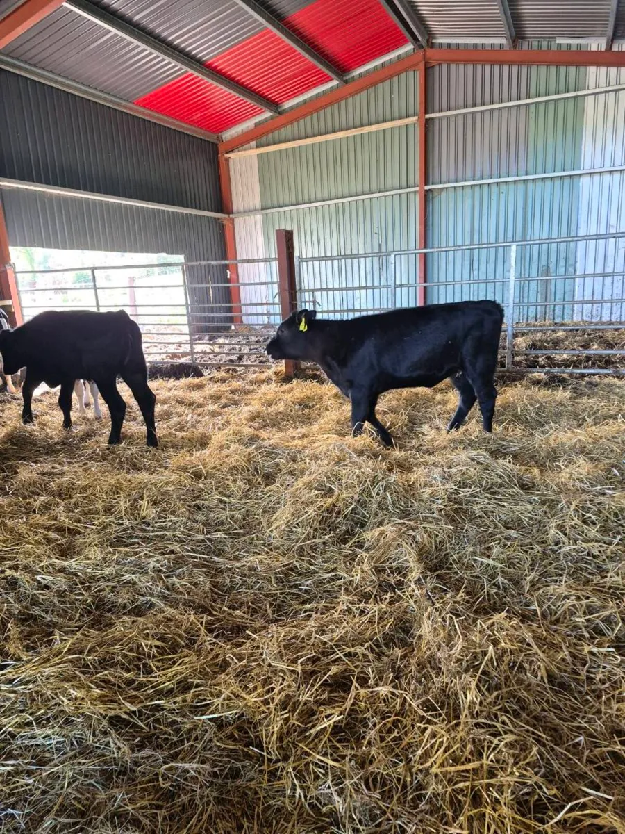 Calves - Image 4