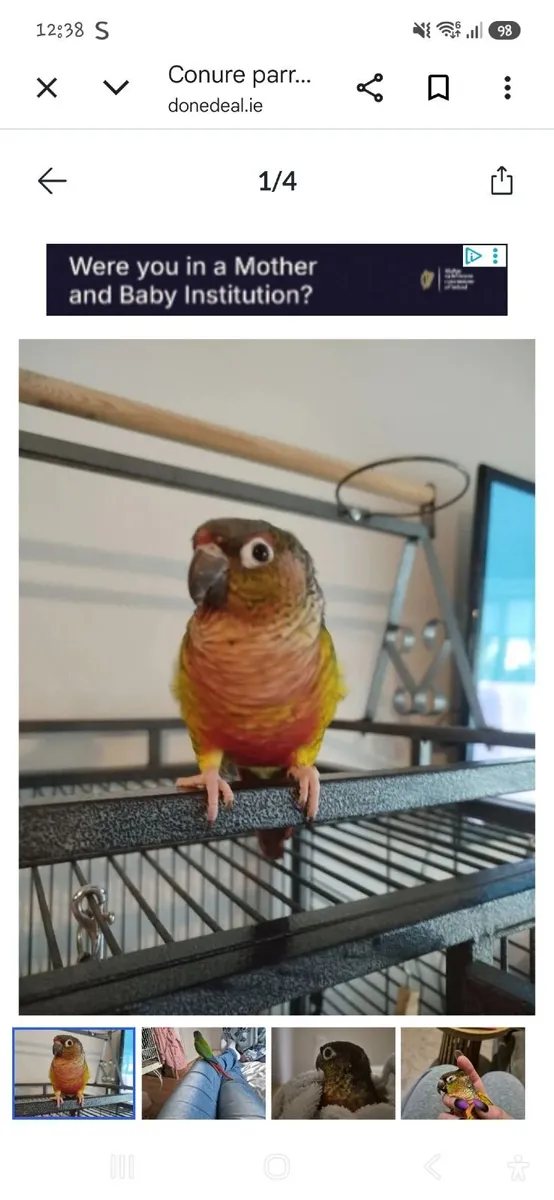 conure with cage needs to all go together - Image 1