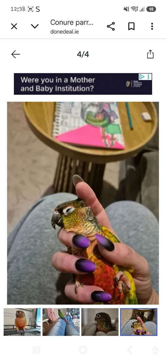 conure with cage needs to all go together - Image 2