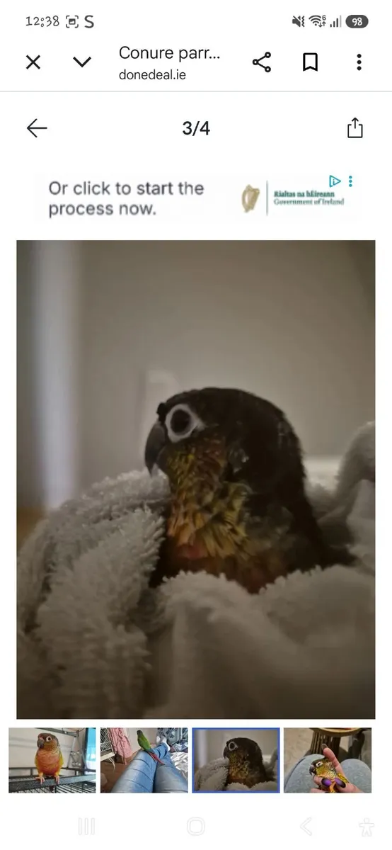conure with cage needs to all go together - Image 4