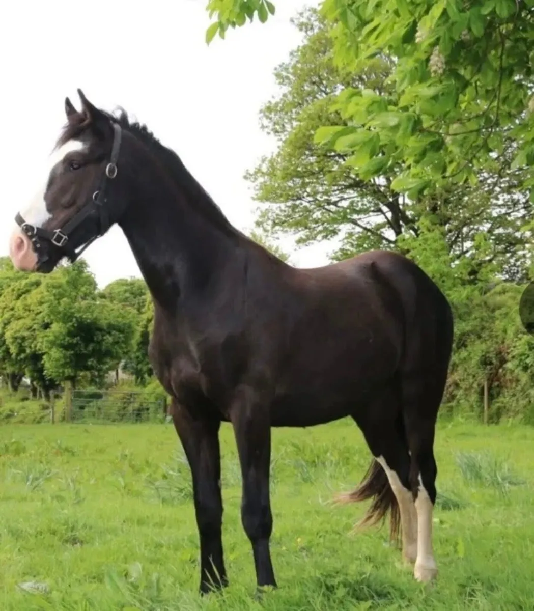 Lightweight Show Cob  15 .2 Rising  4 year old - Image 2