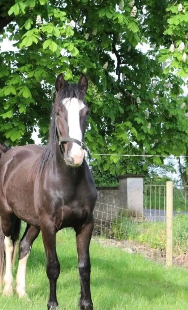 Lightweight Show Cob  15 .2 Rising  4 year old - Image 3