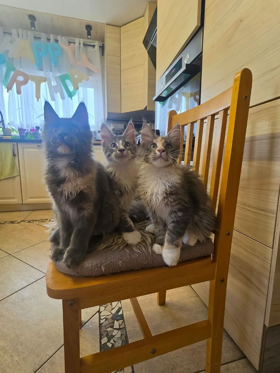 Maine Coon kitten - Image 1