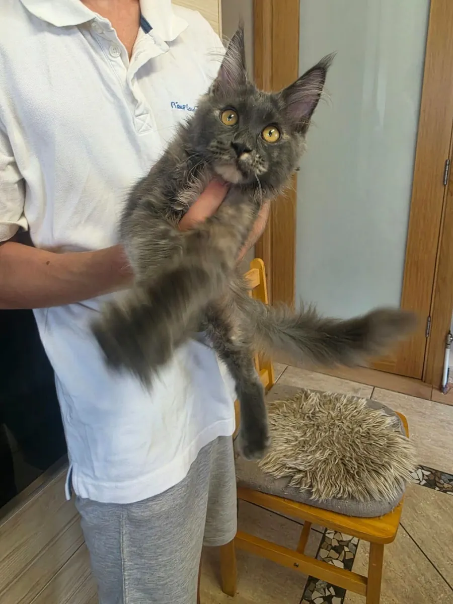 Maine Coon kitten - Image 2