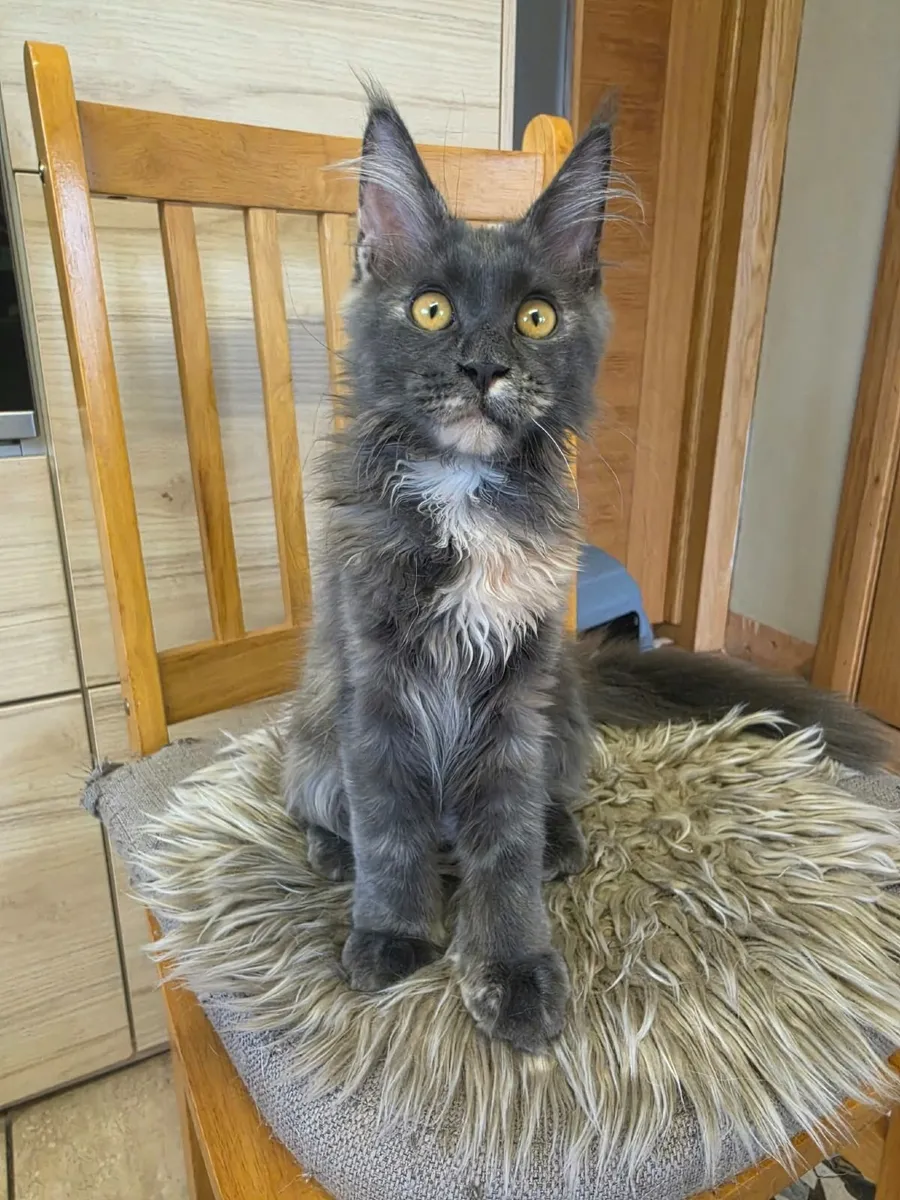 Maine Coon kitten - Image 3