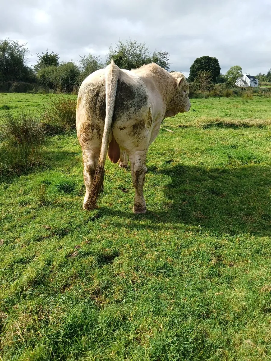 Bull - Image 2